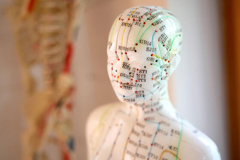 Fortbildung: Anatomie in VIVO